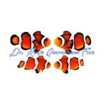 Orange Ocellaris Bonded Pair