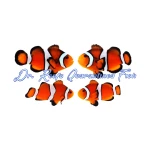 Orange Ocellaris Bonded Pair