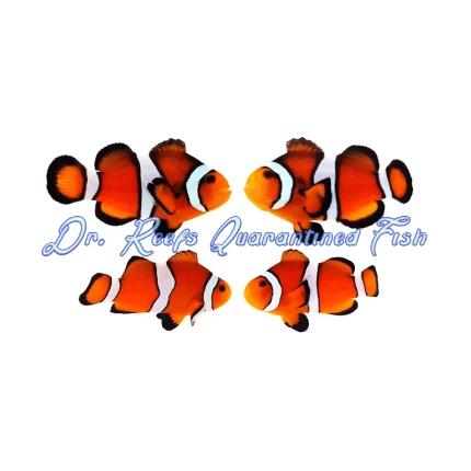 Orange Ocellaris Bonded Pair
