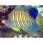Regal Angelfish (Bali)(Grey Belly)