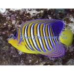 Regal Angelfish (Red Sea)(Yellow Belly)