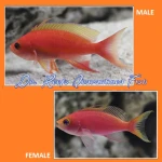 Resplendent Anthias (Tierra Anthias)