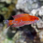 Royal Flasher Wrasse