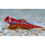 Ruby Red Dragonet