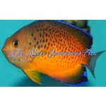 Rusty Angelfish