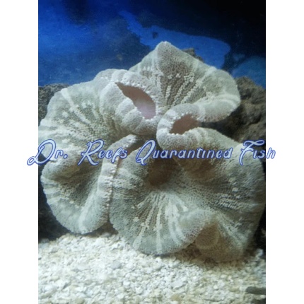 Saddle Anemone
