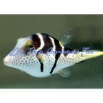 Saddle Valentini Puffer