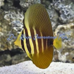 Sailfin Tang