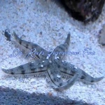 Sand Sifting Star