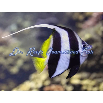 Schooling Bannerfish