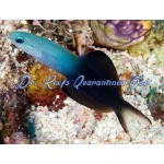 Scissortail Goby