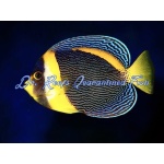 Scribbled Angelfish
