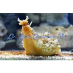 Sea Hare