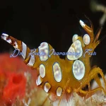 Sexy Dancer Shrimp