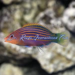 Sixline Wrasse