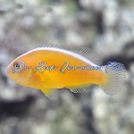 Skunk Orange Clownfish