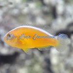 Skunk Orange Clownfish