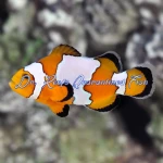 Snowflake Ocellaris Clownfish