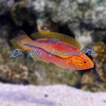 Splendid Pintail Fairy Wrasse