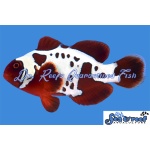 Maroon Gold Lightning Clownfish