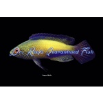 Golden Rhomboidalis Wrasse (Super Male)