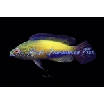 Golden Rhomboidalis Wrasse (Super Male)