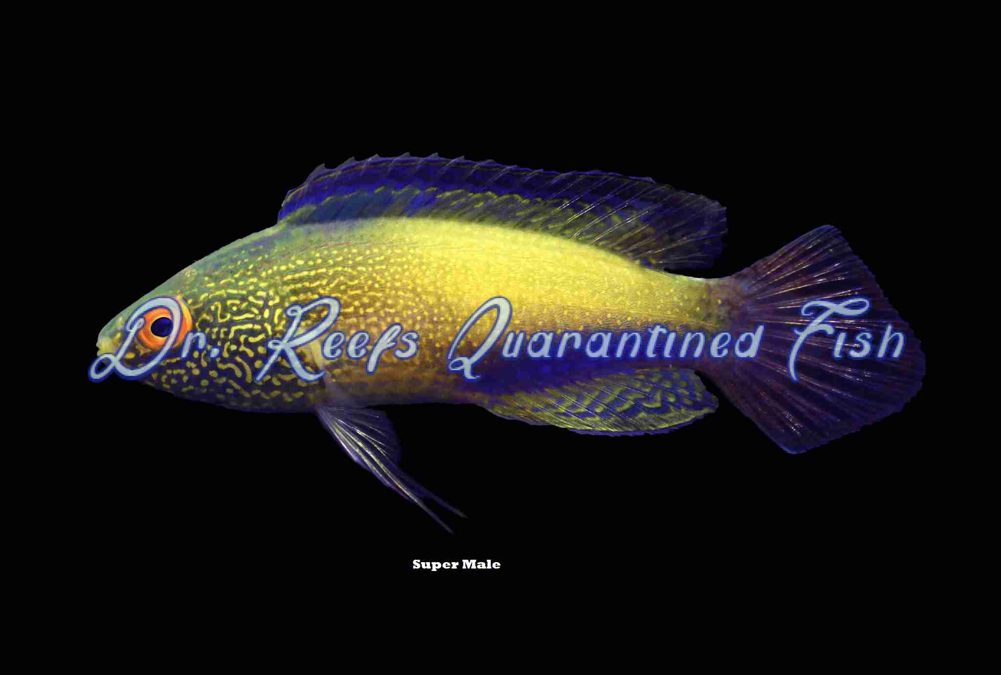 supermale.png Golden Rhomboidalis Wrasse (Super Male) - Image 1