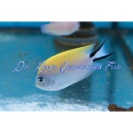 Swallowtail Zebra Angelfish (Female)