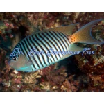 Swallowtail Zebra Angelfish (Male)