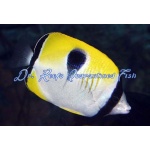 Tear Drop Butterflyfish