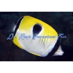 Tear Drop Butterflyfish