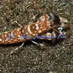 Tiger Pistol Shrimp