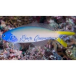 Blue Jaw Tilefish