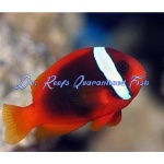 Tomato Clownfish