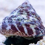 Trochus Snail