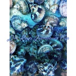 Turbo Snail - Image 3