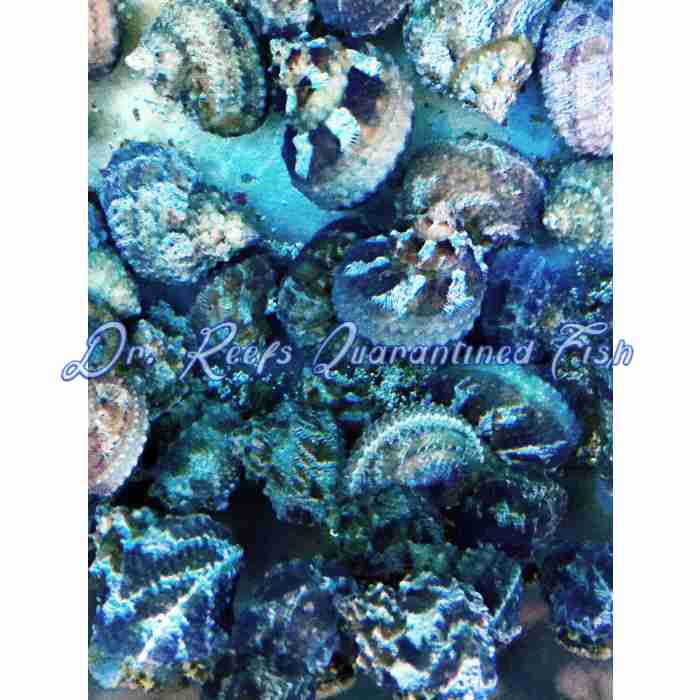 Turbo Snail - Image 3