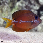 Two Spot Bristletooth Tang