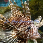 Volitan Lionfish Colored