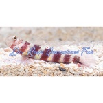 Wheeler's Shrimp Goby