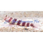 Wheeler's Shrimp Goby