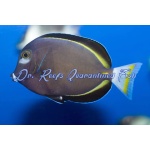 Gold Rim Whitecheek Tang