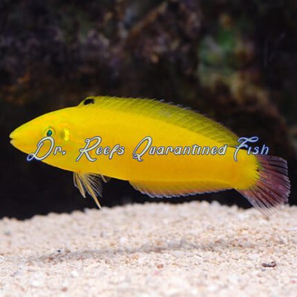 Wrasses (Fish Only Tanks)