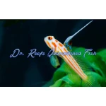 Yasha Shrimp Goby
