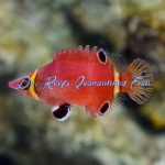 Yellow Banded Possum Wrasse