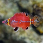 Yellow Banded Possum Wrasse
