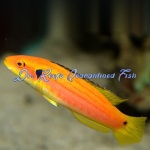 Yellow Candy Hogfish