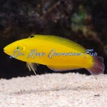Yellow Chrysus Wrasse