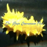 Yellow Cucumber