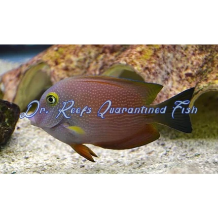 Yellow Eye Spotted Kole Tang